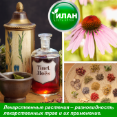 Лекарственные растения – разновидность лекарственных трав и их применение.